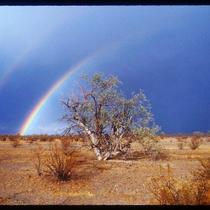 Highway 95 Rainbow - Yuma, Arizona